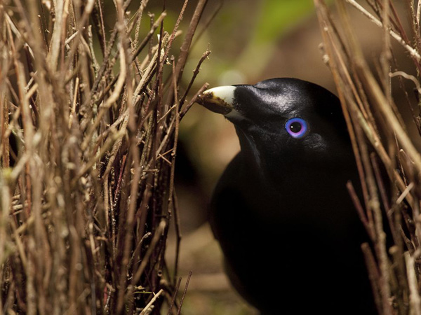 bowerbird-australia-laman_22648_990x742.jpg