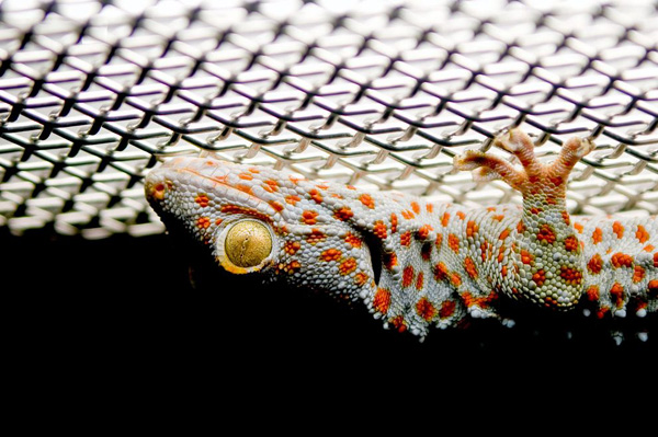 tokay-gecko_22672_990x742.jpg