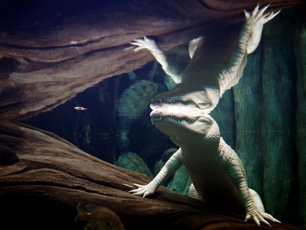 albino-alligator-underwater_22645_990x742.jpg