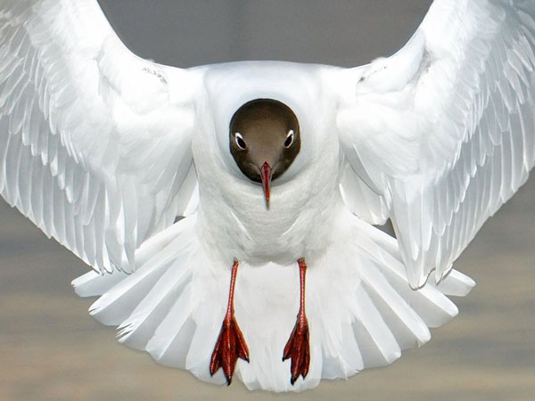 black-headed-gull-uk_22647_990x742.jpg