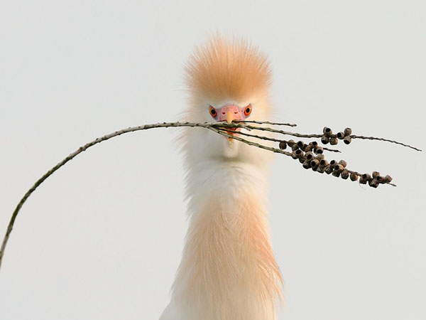 cattle-egret-florida_22650_990x742.jpg