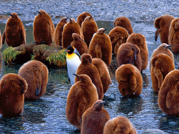 king-penguins-south-georgia-island_22661_990x742.jpg