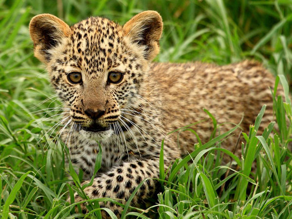 leopard-cub-tanzania_22662_990x742.jpg