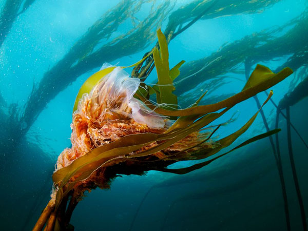 lions-mane-jellyfish-kelp_22663_990x742.jpg