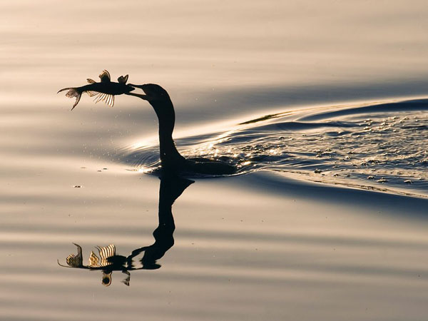 pantanal-cormorant_22667_990x742.jpg