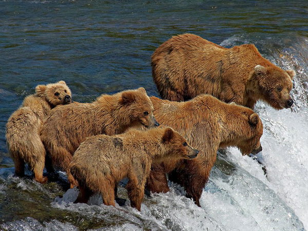 grizzly bear family fishing Медведи гризли