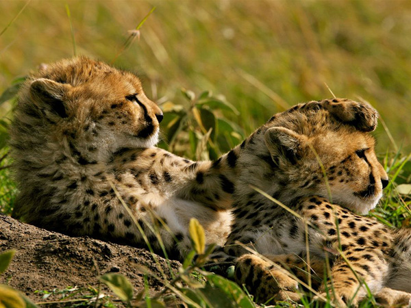 cheetahs-grass-kenya_22651_990x742.jpg