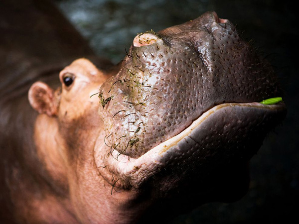 hippopotamus-close-up_22659_990x742.jpg