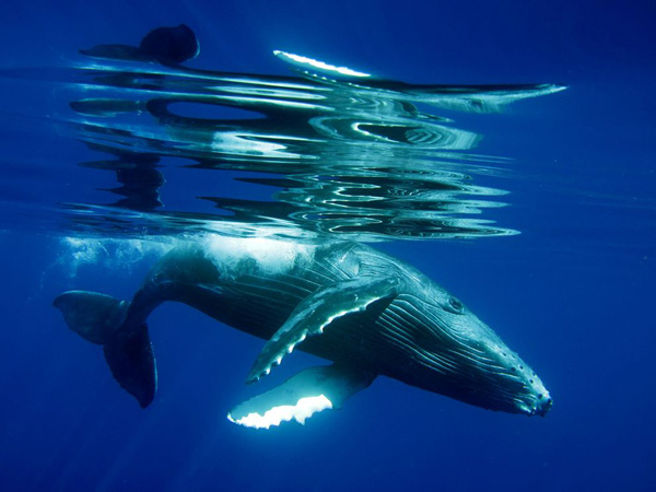 humpback-whale-calf-underwater_22660_990x742.jpg