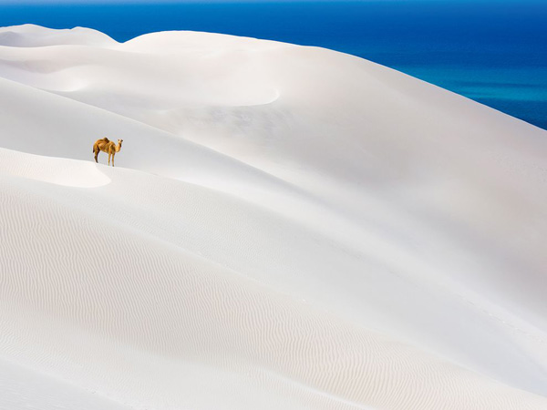 camel-white-sand-dunes-yemen_22649_990x742.jpg