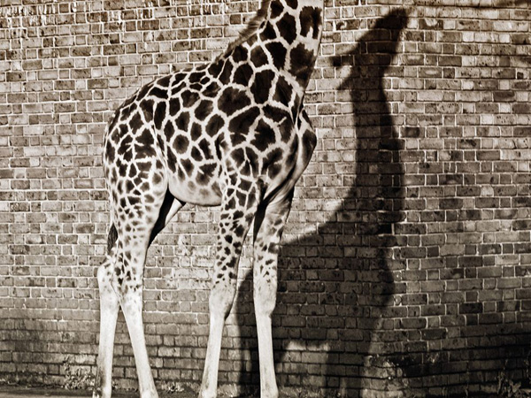 giraffe-shadow-london-zoo_22657_990x742.jpg