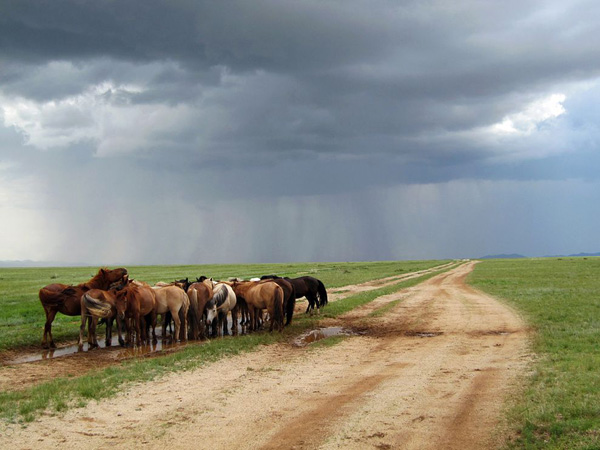 ponies-mongolian-outback_22668_990x742.jpg