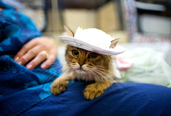 ss-100813-cat-fashion-08_ss_full.jpg