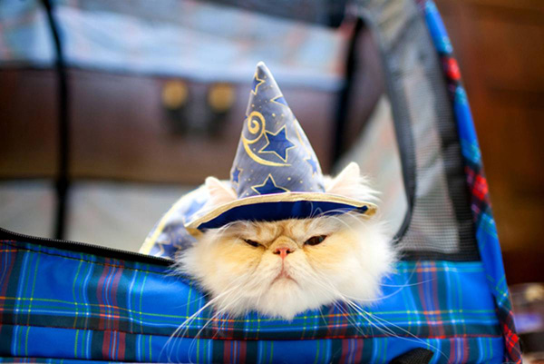 ss-100813-cat-fashion-14_ss_full.jpg