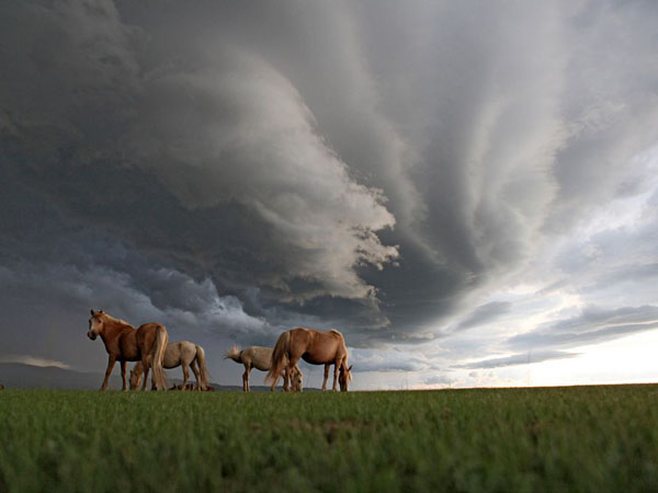 Фотографии недели National Geographic grazing-horses-mongolia_23929_990x742.jpg