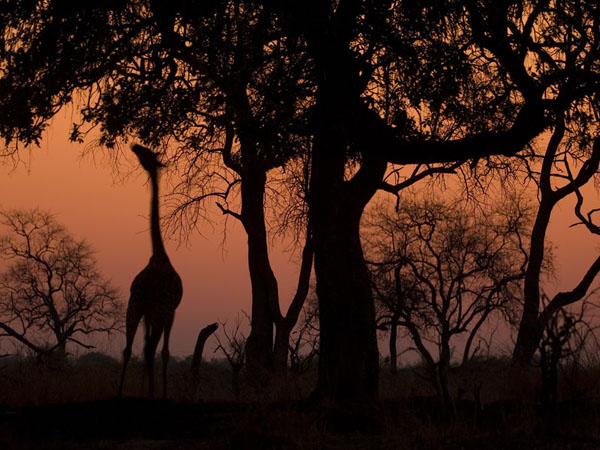 giraffe-silhouette-zambia_25298_990x742.jpg