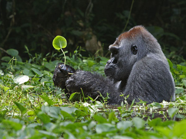 silverback-gorilla-leaves-africa_25307_990x742.jpg