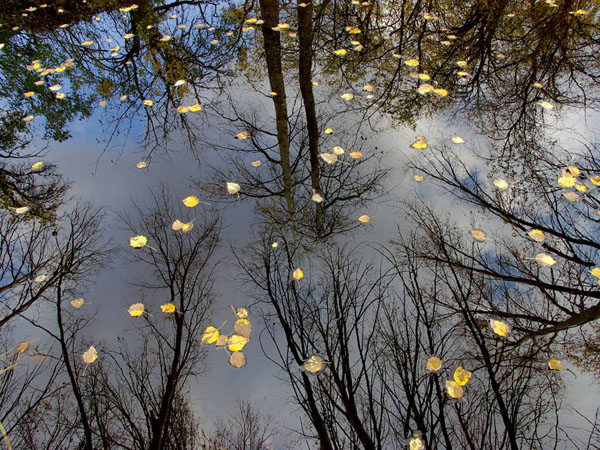 stream-reflection-south-africa_25310_990x742.jpg