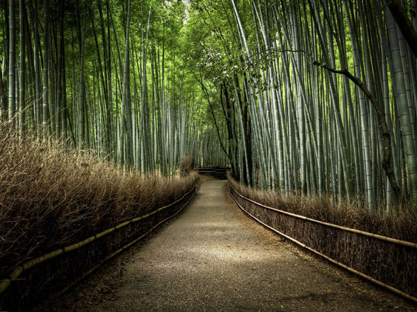 bamboo-forest-japan_25291_990x742.jpg