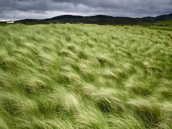 beach-grass-scotland_25292_990x742.jpg