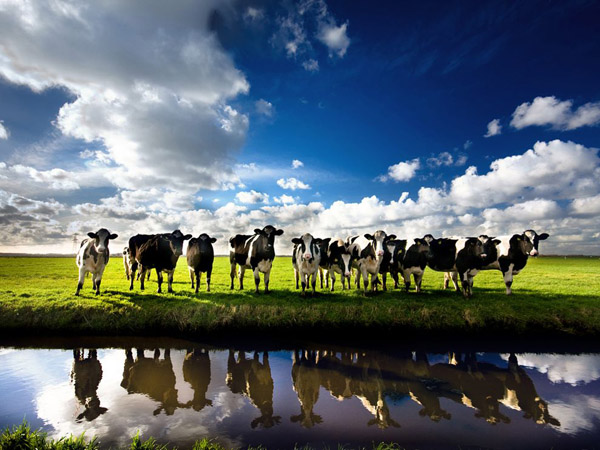 cows-netherlands_25295_990x742.jpg