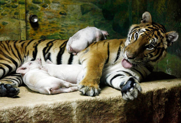 ss-100903-animal-species-adoption-tiger-pig_ss_full.jpg