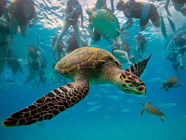 hawksbill-turtle-barbados_26743_990x742.jpg