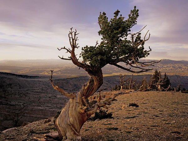 wind-river-roadless-area-wyoming_26757_990x742.jpg