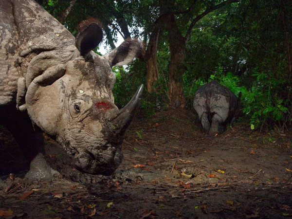 wounded-rhinoceros-kaziranga_26758_990x742.jpg