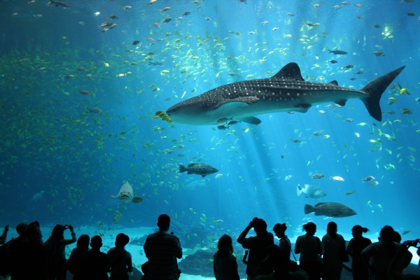 Aquarium3.jpg