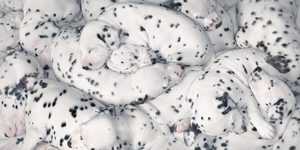 dalmations_0.jpg