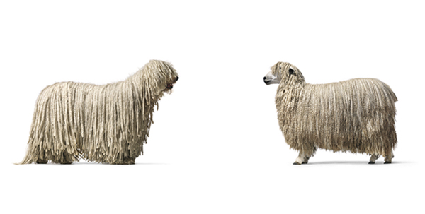 dog_vs_sheep__0.jpg