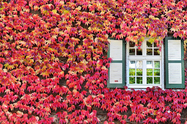 ss-101015-fall-foliage-10_ss_full.jpg
