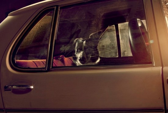 dogscar4-550x372.jpg