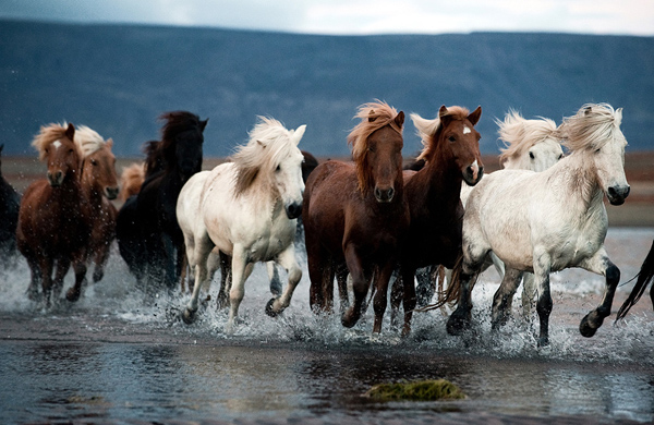  - Исландские лошади 014%20%D0%BA%D0%BE%D0%BF%D0%B8%D1%8F