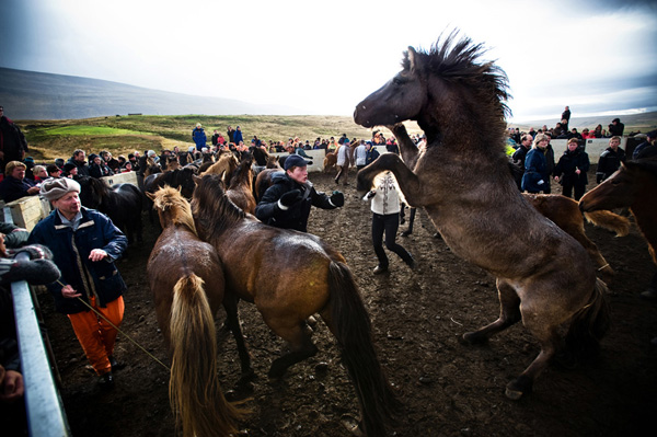  - Исландские лошади 03%20%D0%BA%D0%BE%D0%BF%D0%B8%D1%8F