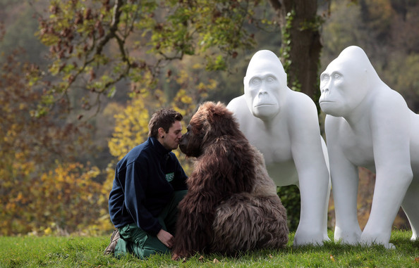 Gorilla+Sculptures+Take+Streets+Bristol+4BmRXy5sQdgl.jpg