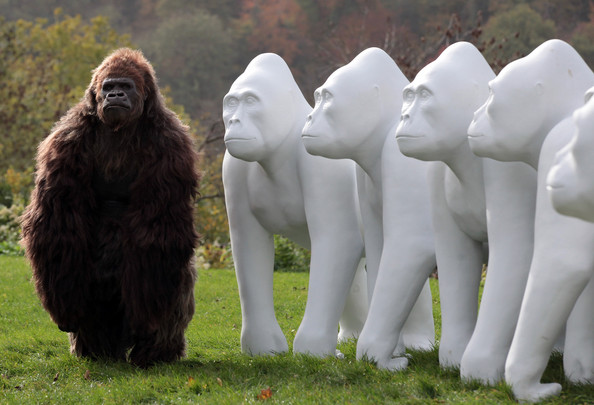 Gorilla+Sculptures+Take+Streets+Bristol+OfcuqNLWL8Pl.jpg
