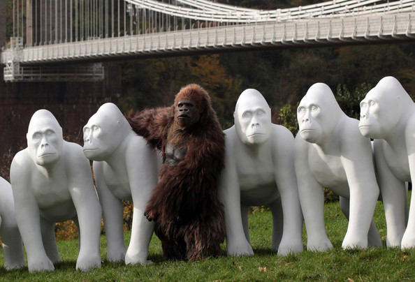 Gorilla+Sculptures+Take+Streets+Bristol+gtTqmPjrYAml.jpg