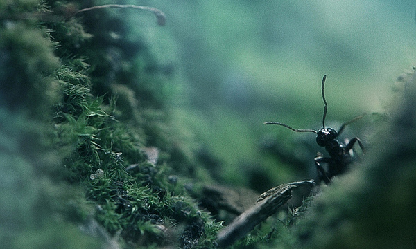 the_ant_thriller-05.jpg