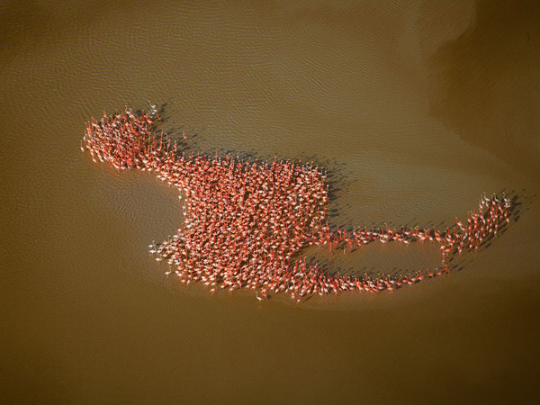 flamingos-gulf-mexico_28387_990x742.jpg