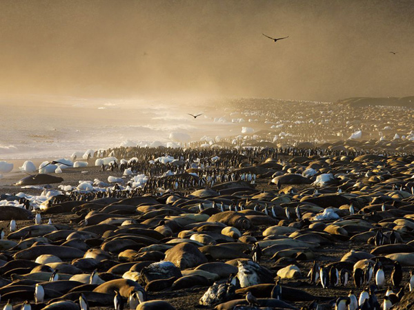 king-penguins-and-elephant-seals_28390_990x742.jpg