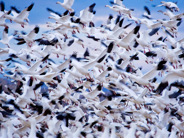 snow-geese-flock-new-mexico_28397_990x742.jpg