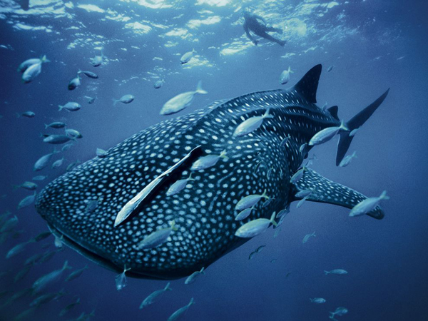 whale-shark-skerry_28399_990x742.jpg