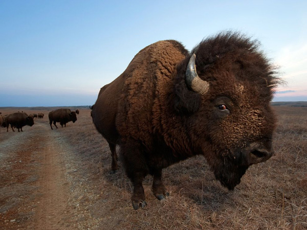 bison-kansas-preserve_28381_990x742.jpg