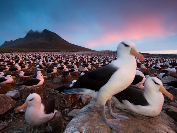 black-browed-albatross-colony_28382_990x742.jpg