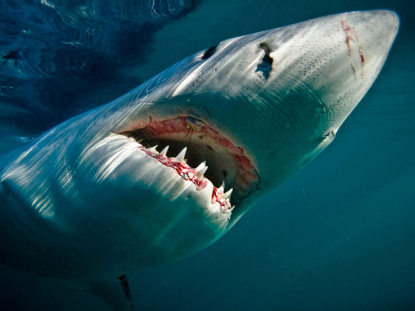 great-white-shark-underwater_28388_990x742.jpg