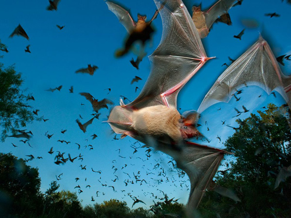 mexican-free-tailed-bats_28392_990x742.jpg