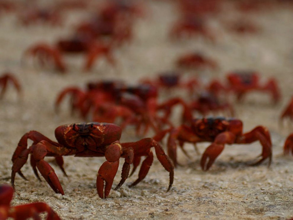 red-crabs-christmas-island_28394_990x742.jpg