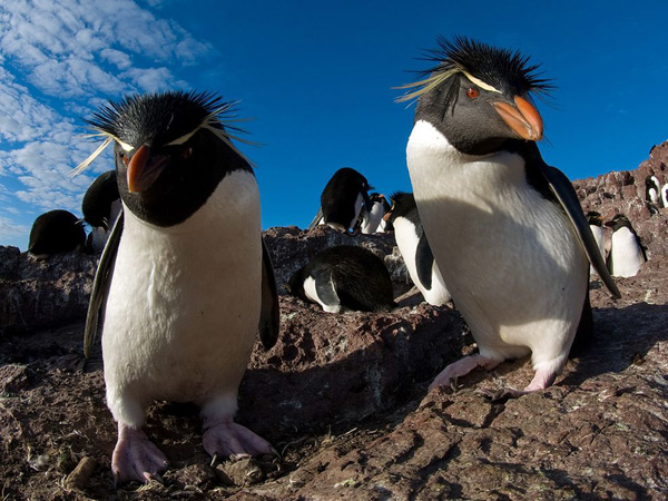 rockhopper-penguins-argentina_28395_990x742.jpg